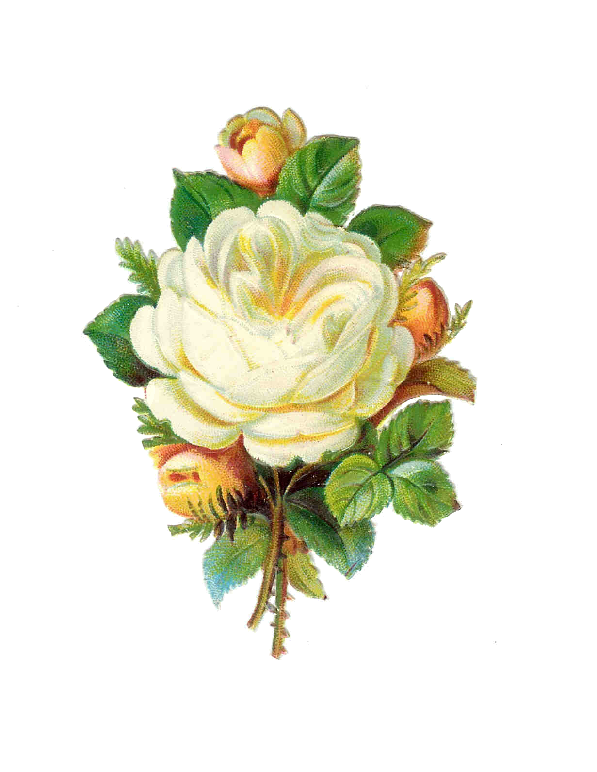 free clip art roses vintage - photo #1