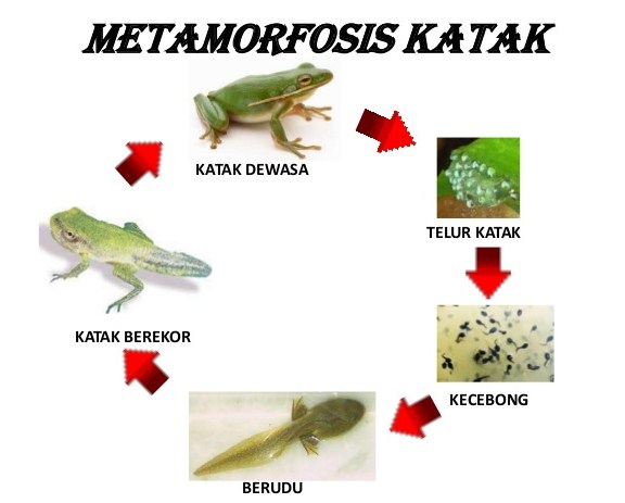 Proses Metamorfosis Pada Kodok atau Katak