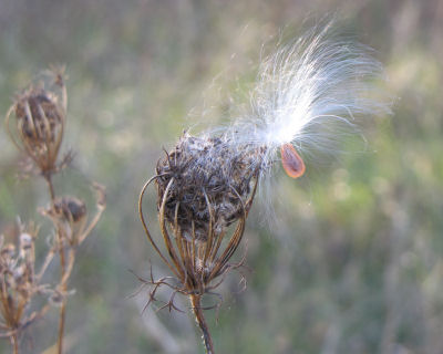milkweed seed caught on a Queen Anne's Lace