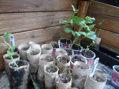 Seedlings in the coldframe Grow your own April Update 80 Minute Allotment Green Fingered Blog