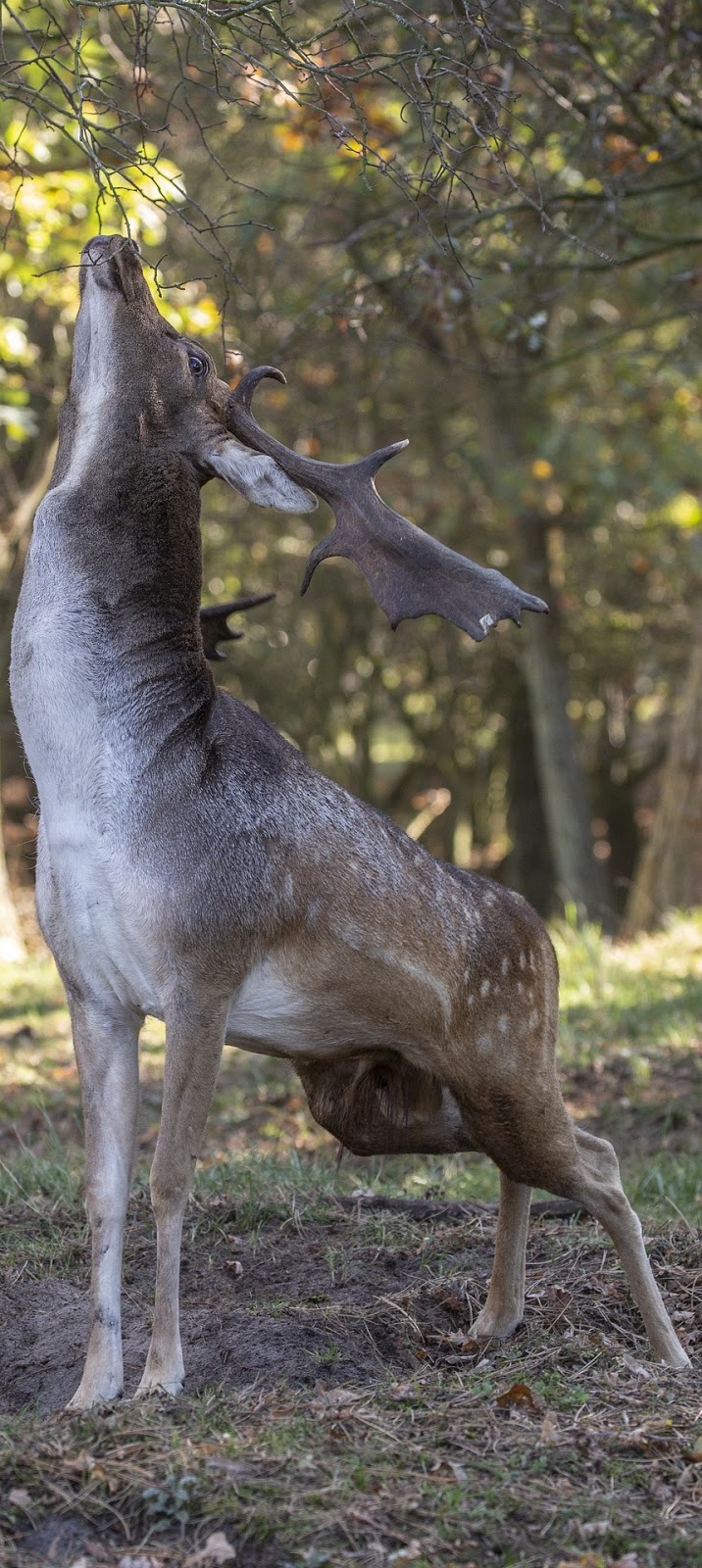 A fallow deer reaches to a tree branch.