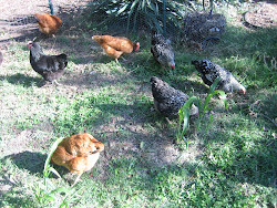coop chicken backyard dallas parents texas building