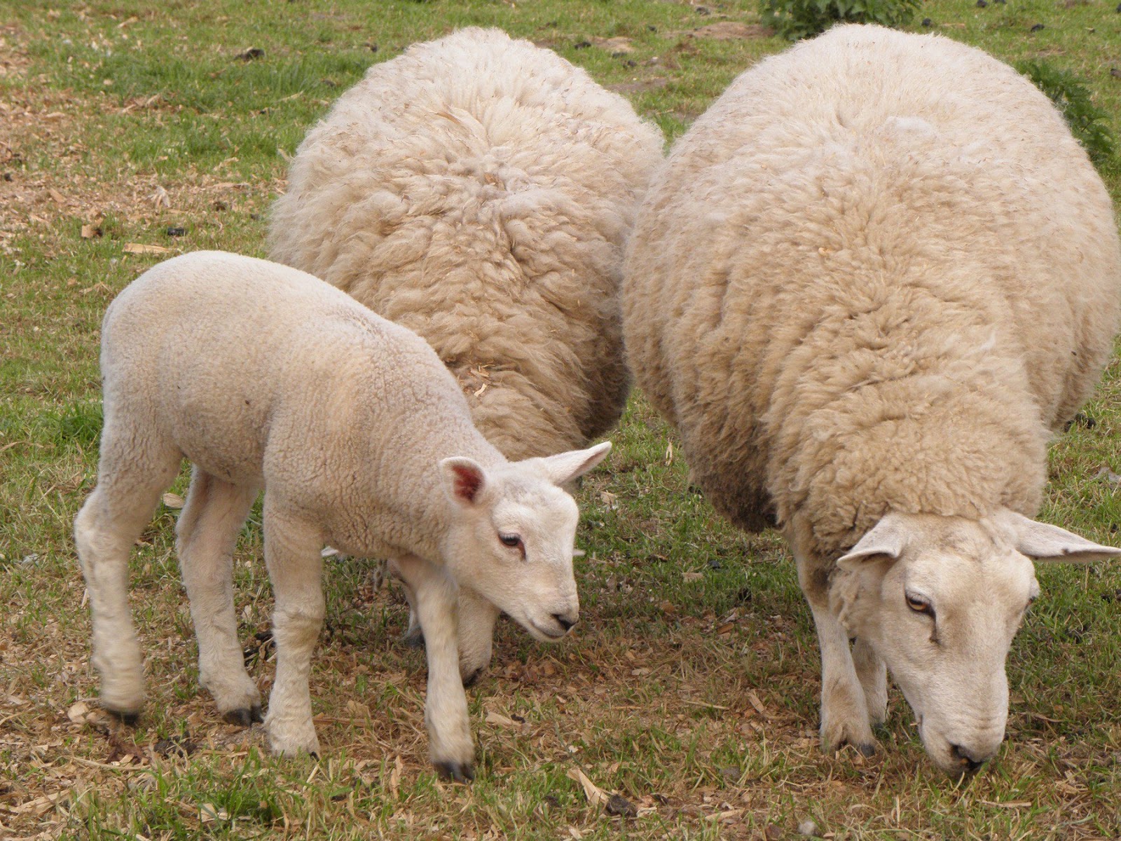 wool yielding animals Scribd india