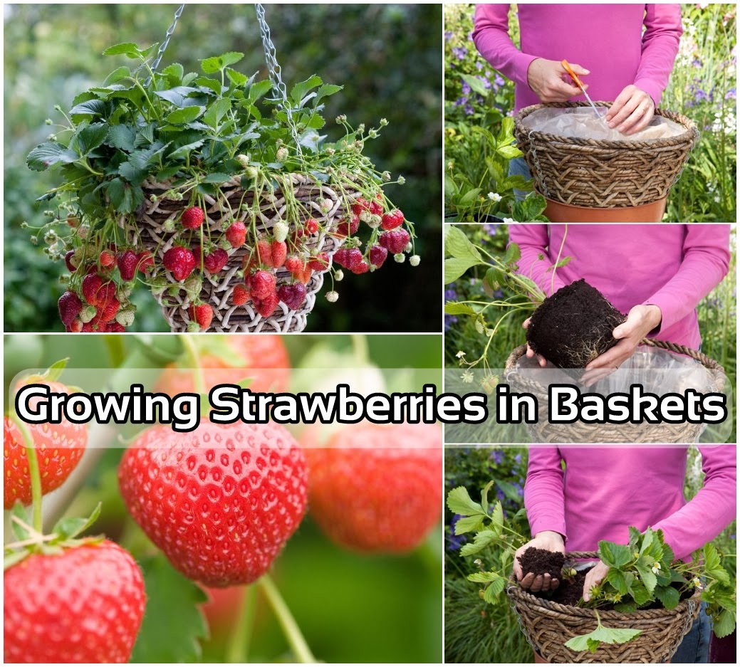 Growing Strawberries In Hamper