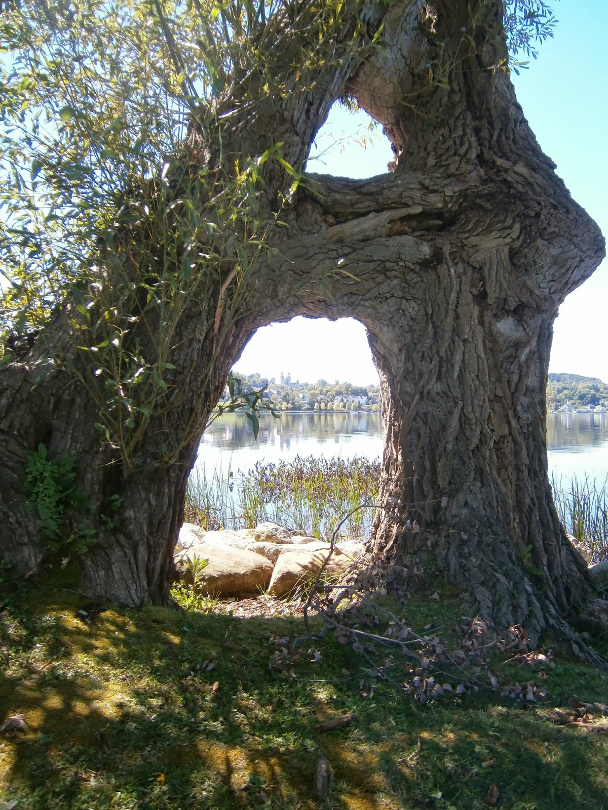 Flannel & Suspenders A Vermont Life The Death of a Willow Tree