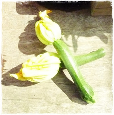 courgettes with their flowers
