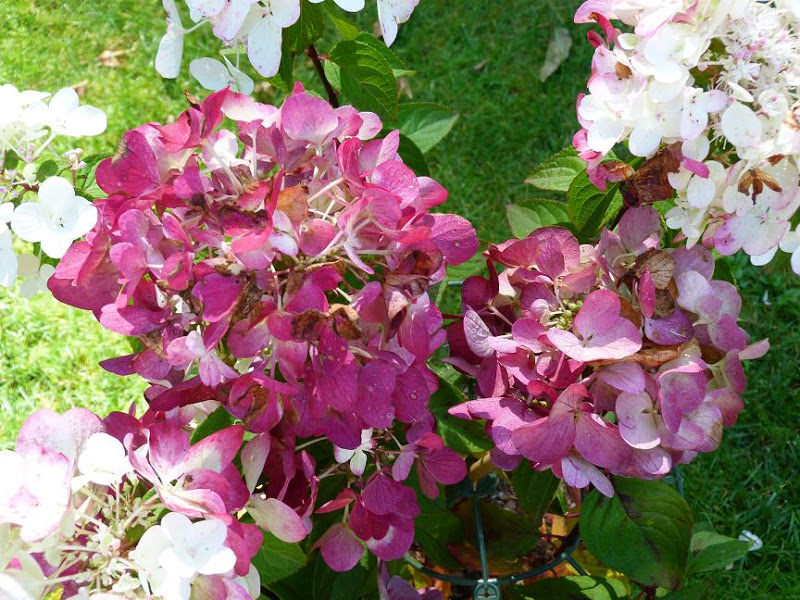 Roses Du Jardin Cheneland Hydrangea Paniculata Vanille Fraise