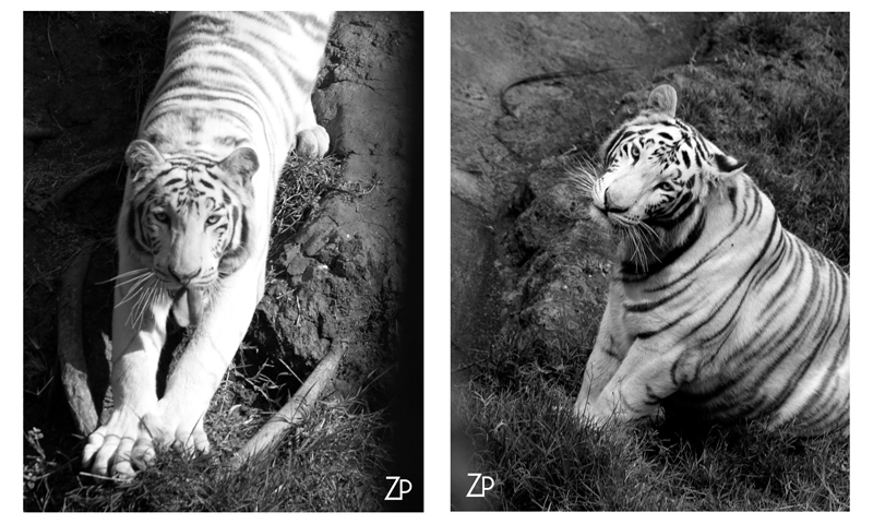 Sara MadreEsposaMujer: Animales Blanco y Negro