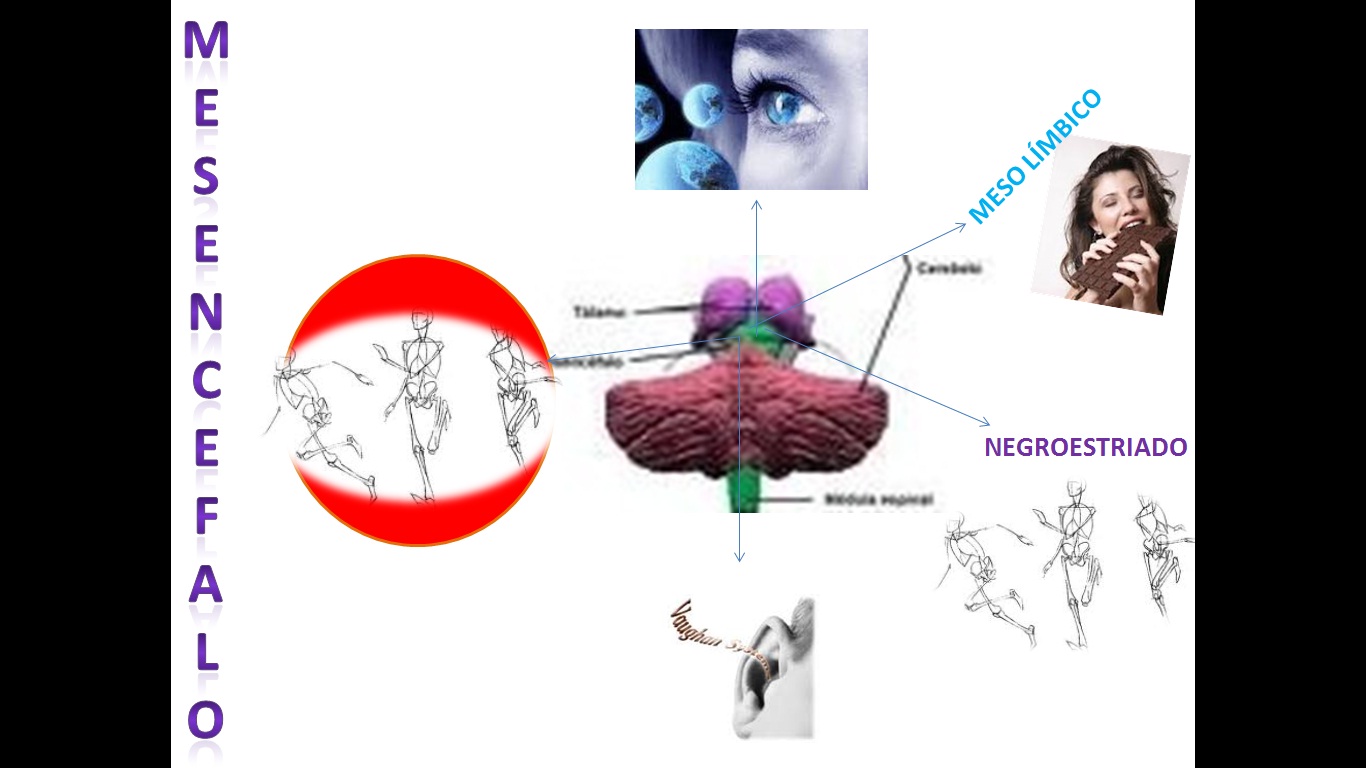 FISIOLOGIA: funciones del mesencéfalo