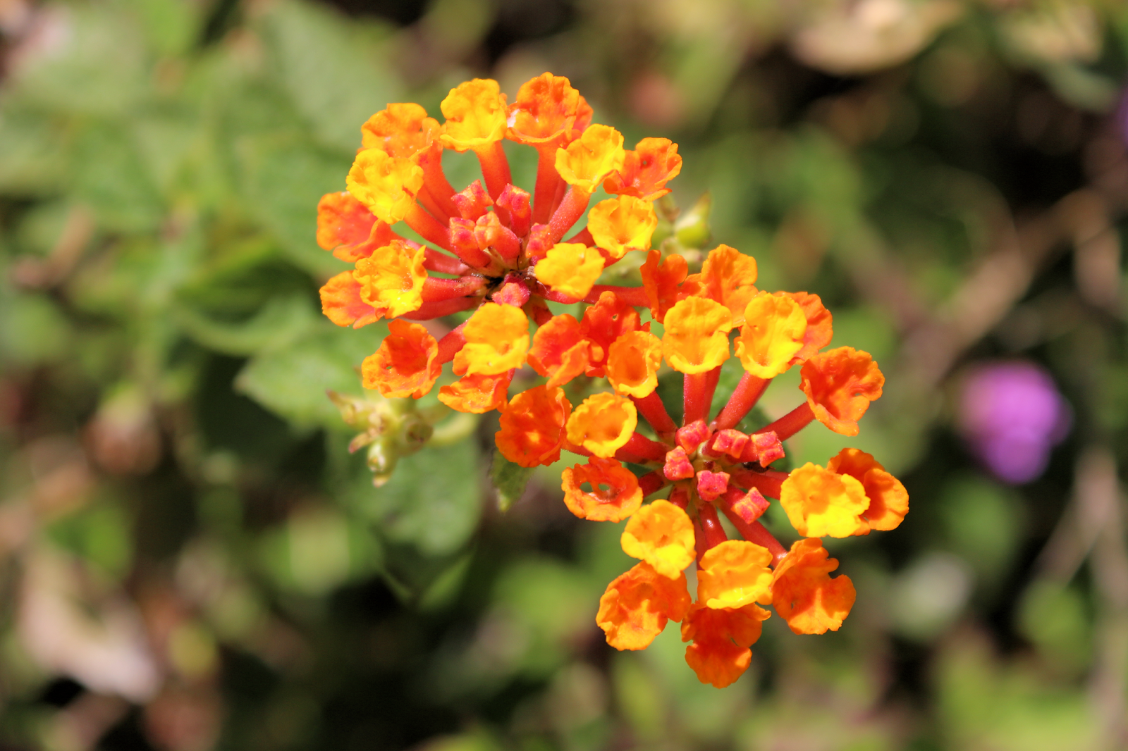 Lantana Confetti Flowers