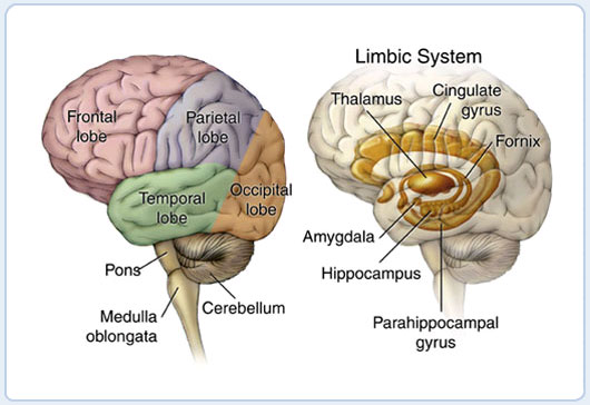 Brian Owens Image: Brain Stem Anatomy