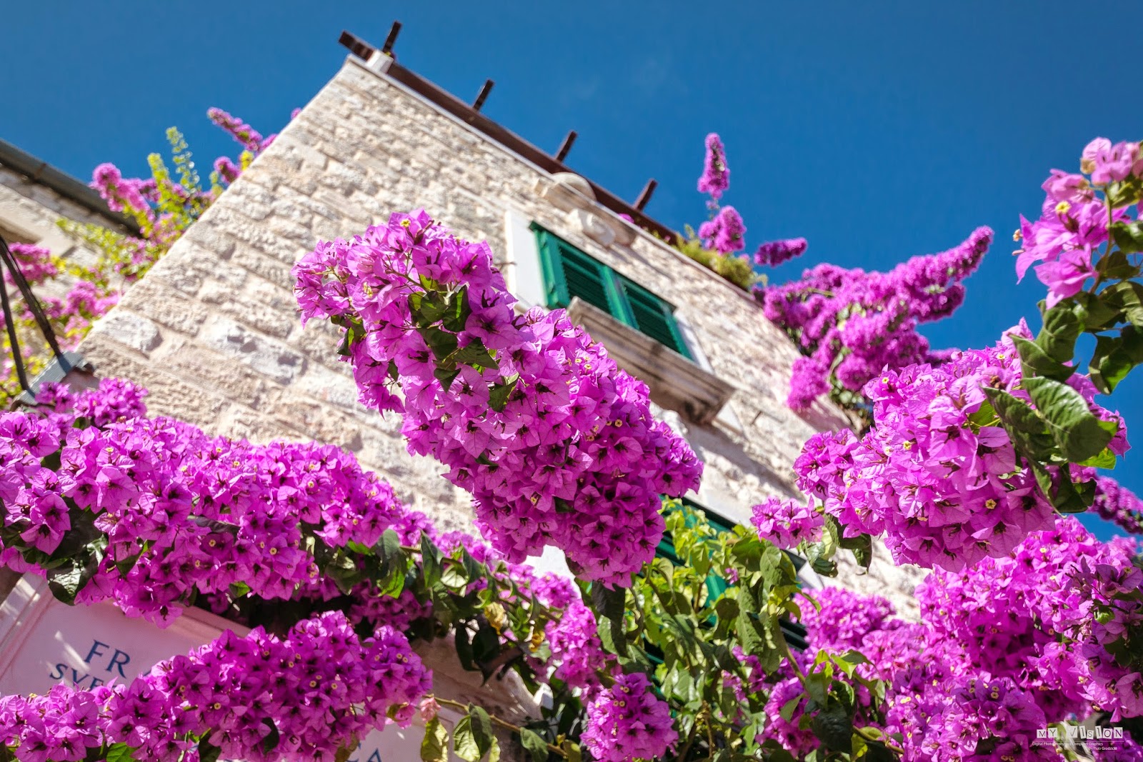 My Vision Chorwackie kwiaty / Croatian flowers