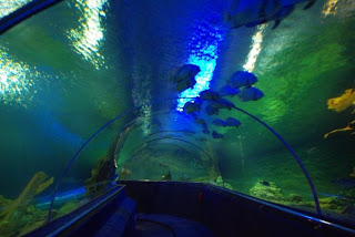 Aquarium Nha Trang (Vietnam)