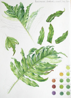 Sketchbook studies in watercolour of green fern leaf by Shevaun Doherty