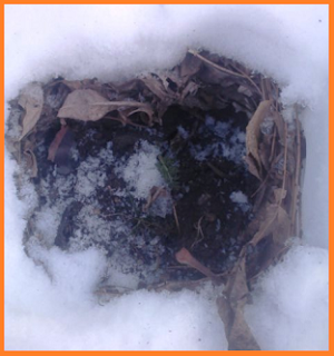 Dark green carrot leaves surrounded by a thin layer of snow.  Soil at the bottom, then a layer of leaves around where the jug was sitting.  A thick layer of snow over that.