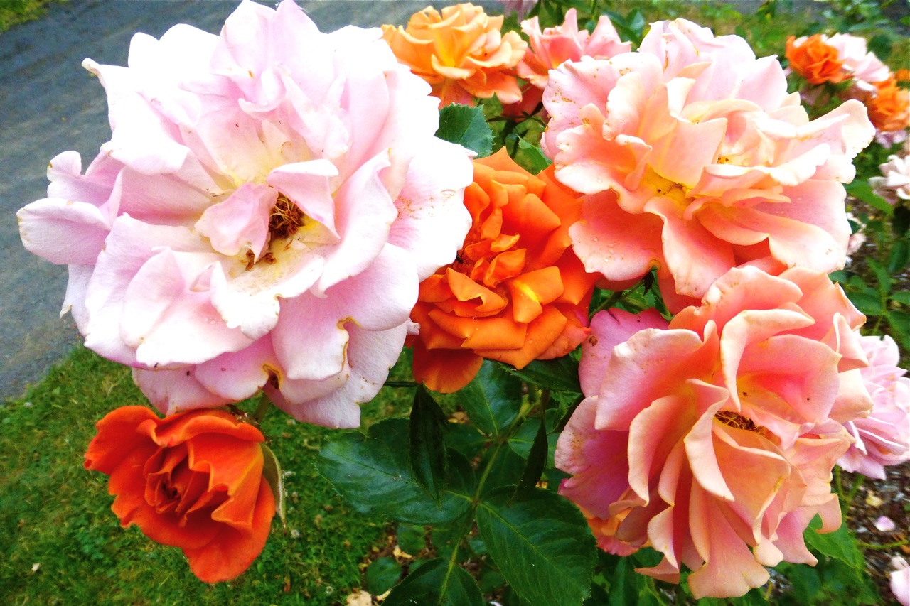 Owen Rose Garden, Cinco de Mayo rose, orange roses, rose garden, orange rose