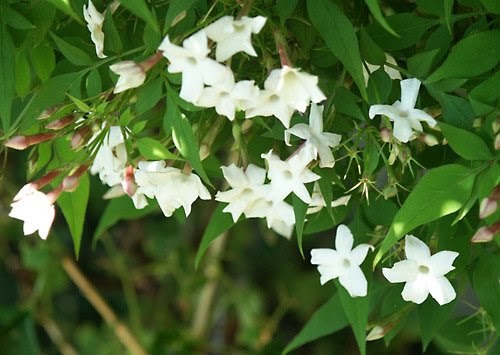 Klasifikasi Dan Jenis Tanaman Bunga  Melati  Jasmine 