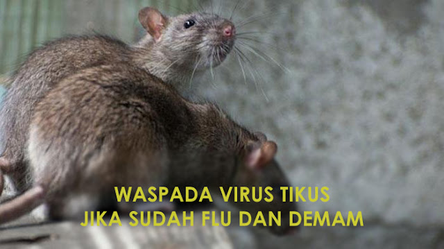 Sudah Ada Korban Meninggal Waspadai Virus Tikus Yang Muncul Saat Musim Hujan Seperti Ini