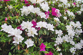 White and red azalea blossoms