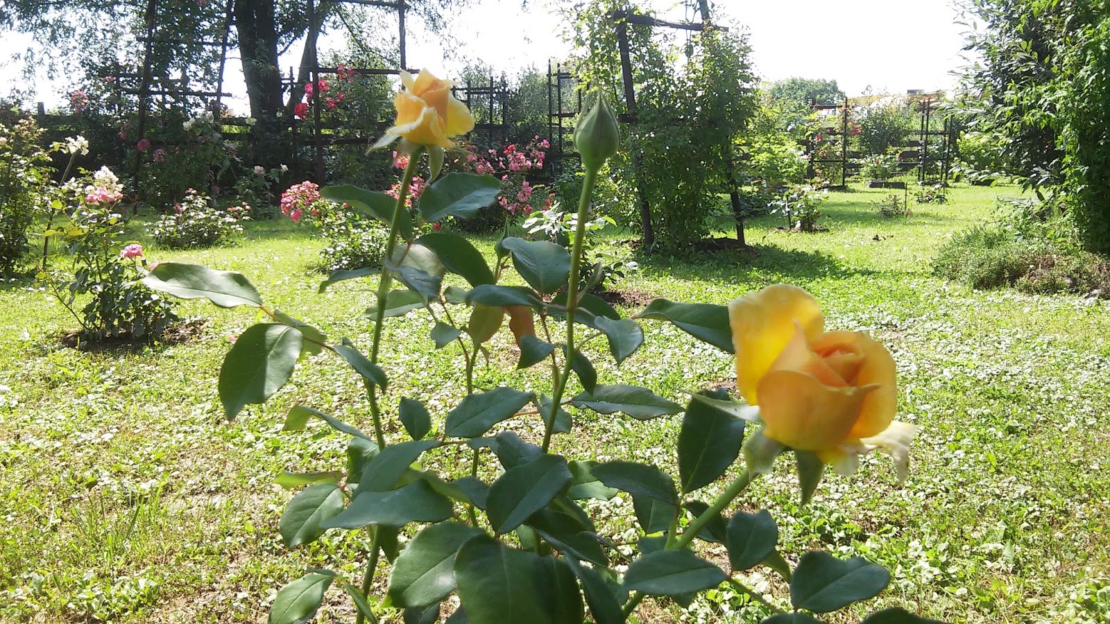 Фото-Рыжая-Sophia Renaissance