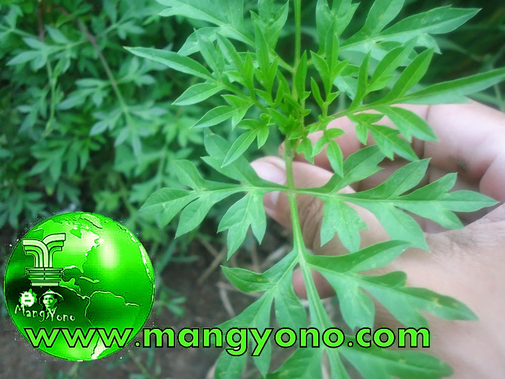 Randa Midang Atau Kenikir