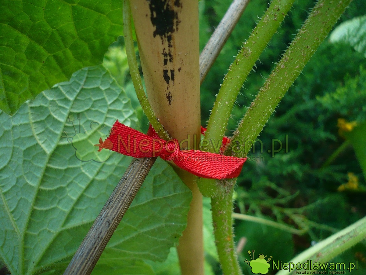 niepodlewam Uprawa ogórków przy podporach 6 zalet