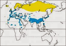 eurasian wigeon Mareca penelope map