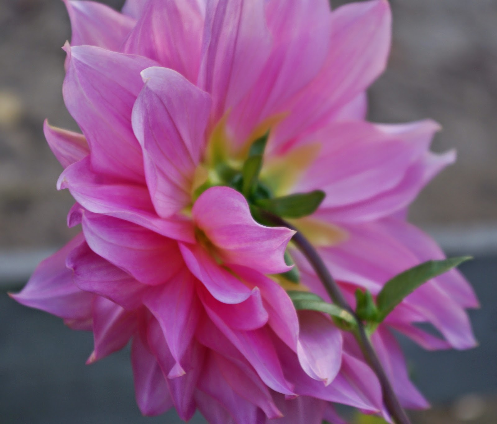 sweetbay: Blooming Friday