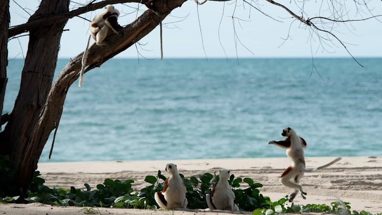 Island of Lemurs: Madagascar 2014 online dvdrip
