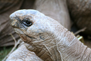 Reptiland, Allenwood PA : Aldabra Tortoise :: All Pretty Things