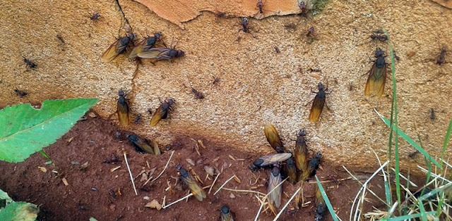 Roncador: Moradora precisa deixar a residência por causa de formigas
