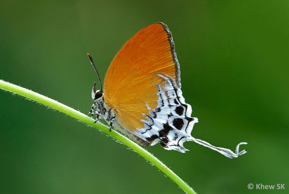 Butterflies of Singapore Singapore's LongTailed Hairstreaks