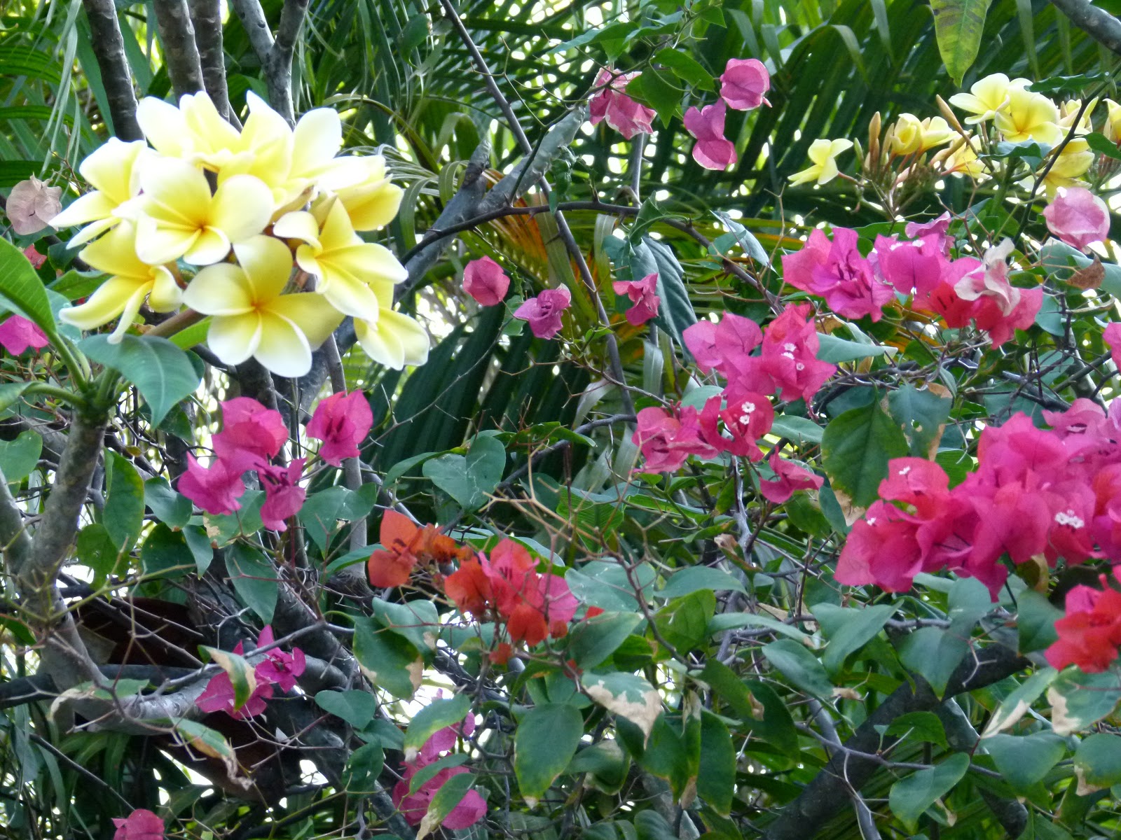 Visit Key West Fantastic flowers of Key West