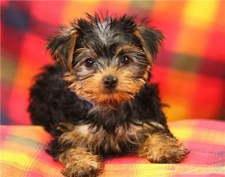 Miniature Yorkshire Terrier: Yorkie Discussion Group at VORTS