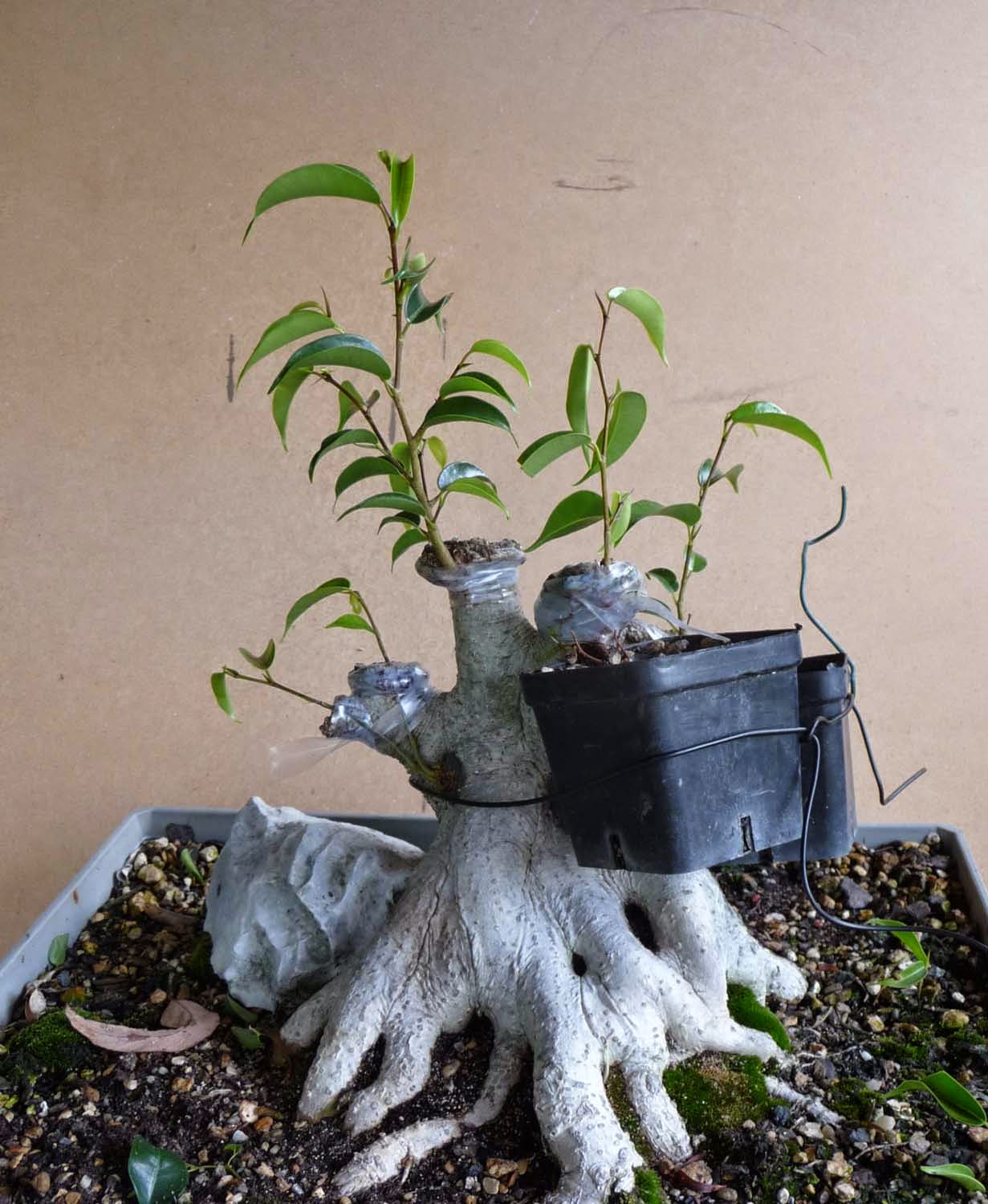 Stephen Cullum's Bonsai & Pottery Post 194 Adventures in grafting