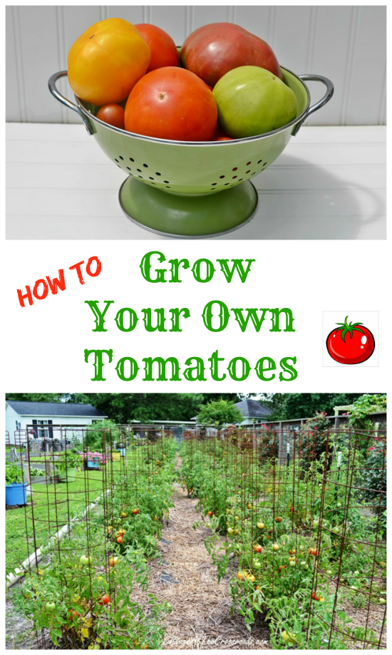G 4 Gardening Learn How To Grow Your Own Tomatoes