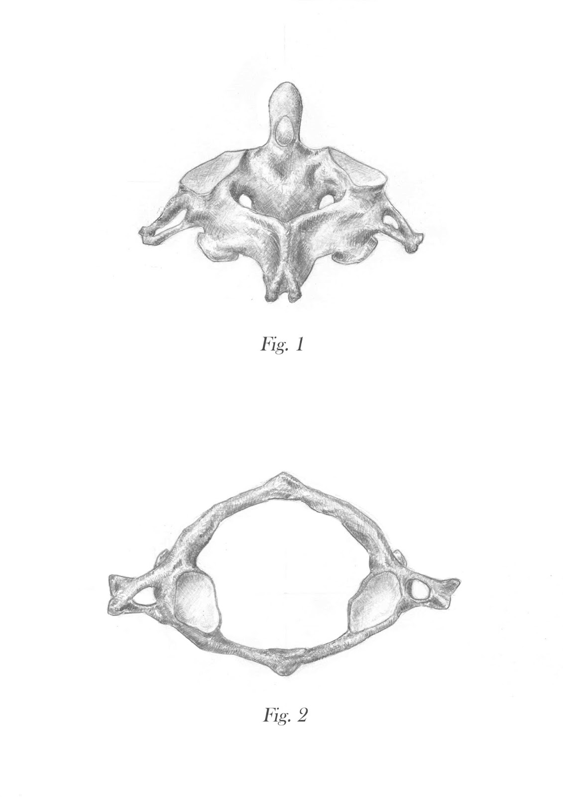 Details 77+ vertebrae sketch best in.eteachers