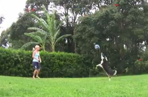 Video : 飼い主の相手をつとめて、バレーボールで一緒に遊べる、かわいいワンちゃん ! !