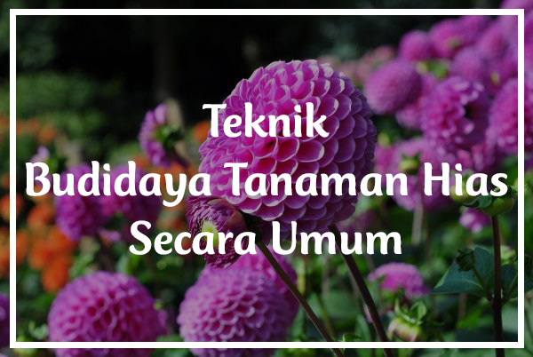 Good 12+ Budidaya Tanaman Buah Buahan Secara Umum, Paling