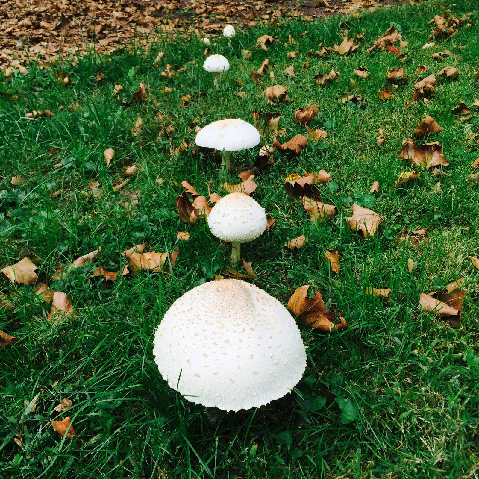 Princeton Nature Notes Fairy Ring Mushrooms