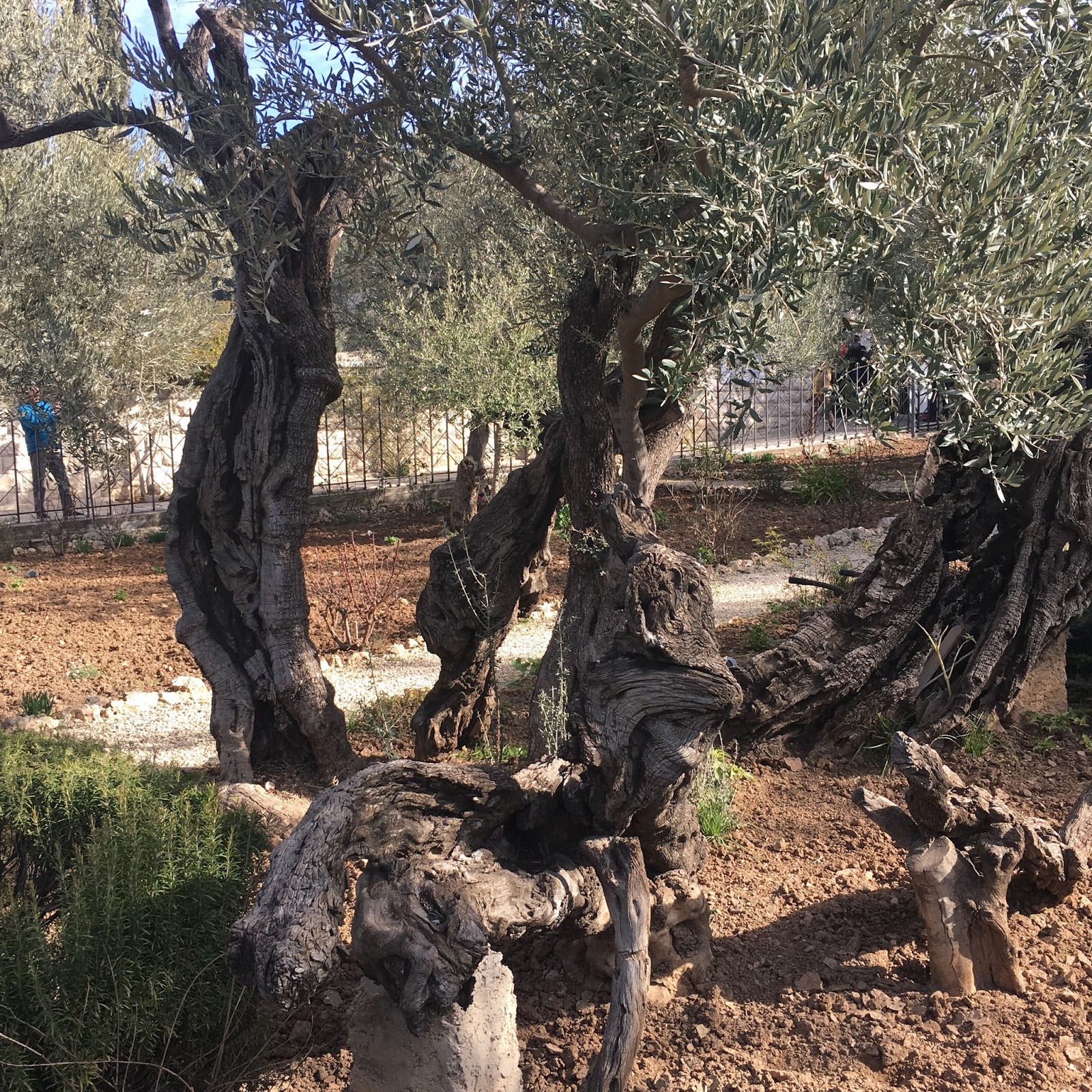Vintage Grace: Garden of Gethsemane