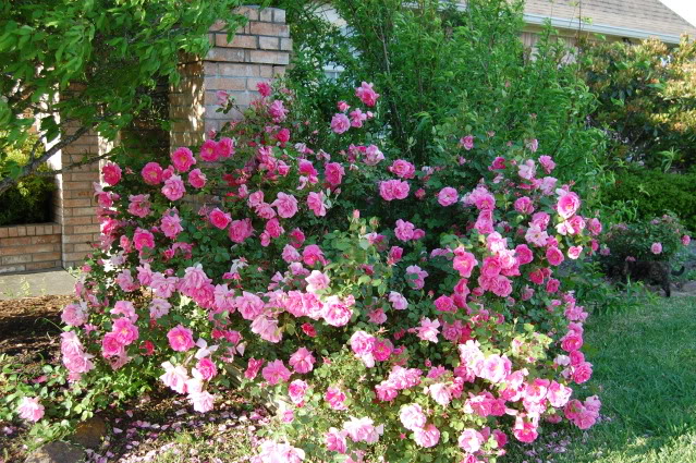 Children of the Corm: A Charleston Garden Blog: 10 Shade Tolerant Roses