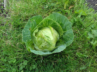 Allotment Growing - Summer Cabbage