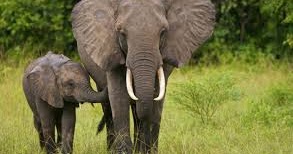 Bahasa Indonesia SMU: Contoh TEKS LAPORAN HASIL OBSERVASI TENTANG GAJAH