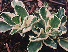 Chiastophyllum oppositifolium “Jim’s Pride”-Golden Lambstill