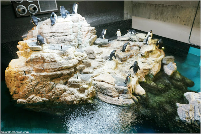 Pingüinos de Penacho Amarillo en el Acuario de Boston