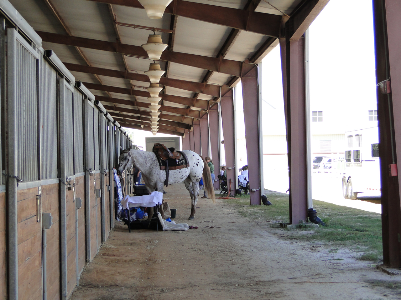 Hilary EQotW Jacksonville Equestrian Center