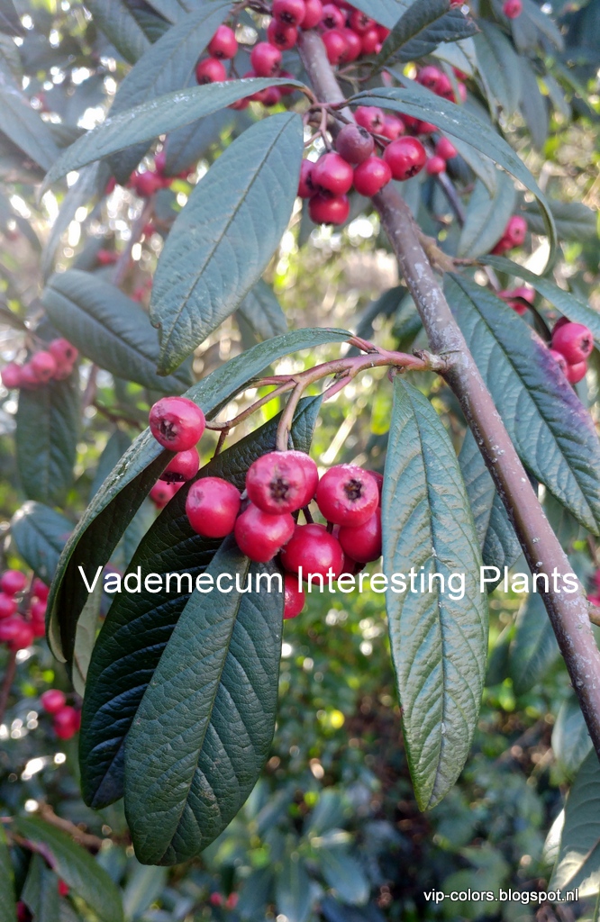 Access Here Lot Info Cotoneaster