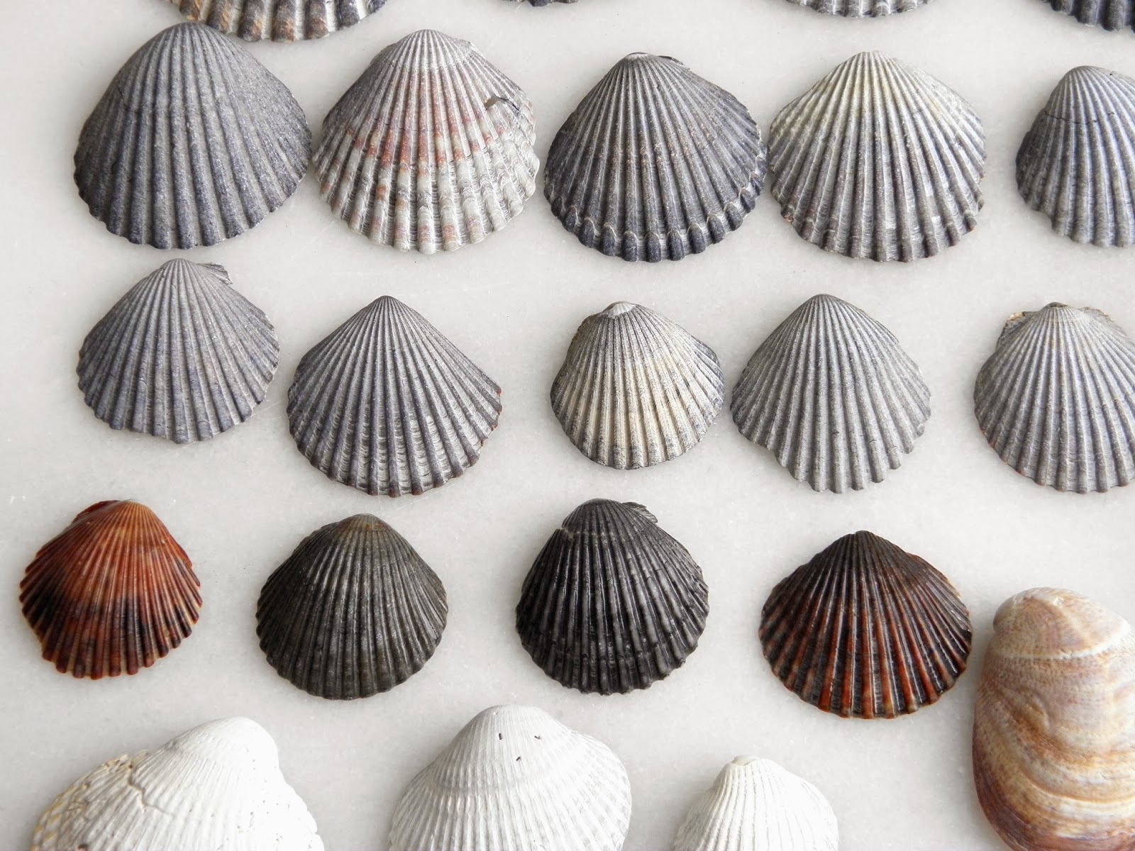 Good Things by David: Collecting Seashells