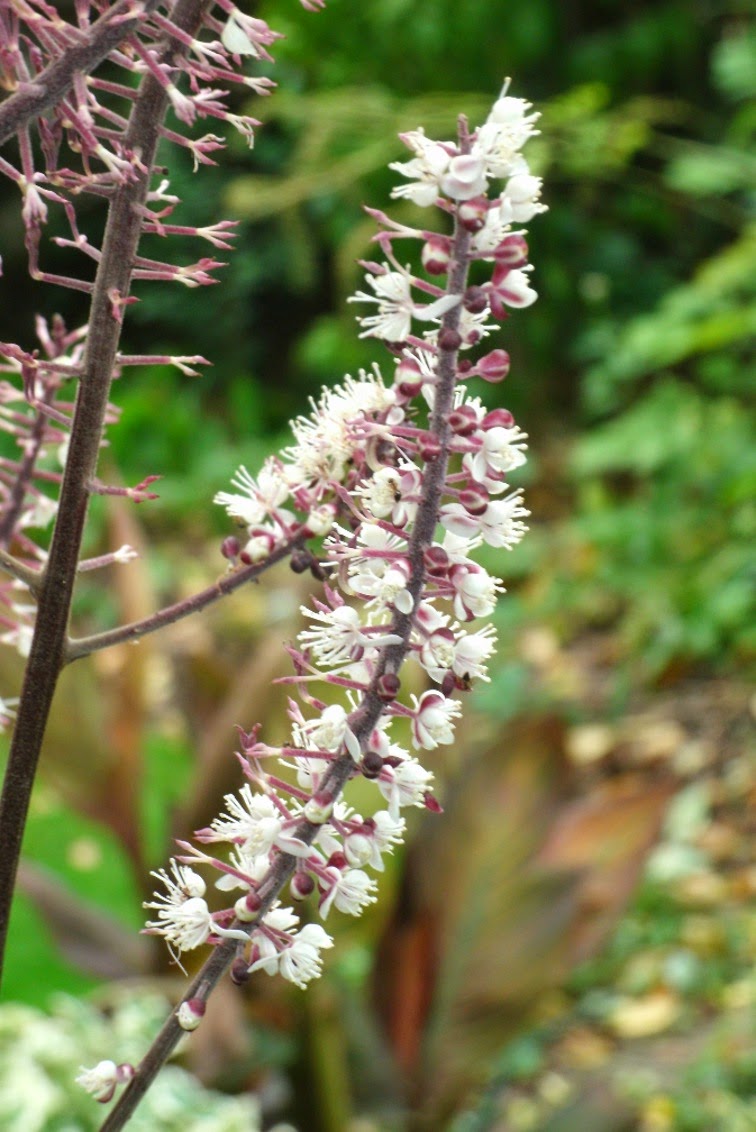 Actaea Cimicifuga simplex Brunette Snakeroot bugbane fall flowers by garden muses-not another Toronto gardening blog. Actaea Cimicifuga simplex Brunette Snakeroot bugbane fall flowers by garden muses-not another Toronto gardening blog.